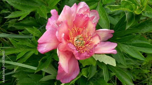 Принти на полотні Peony ITO hybrid cultivar Julia Rose in the spring garden close-up