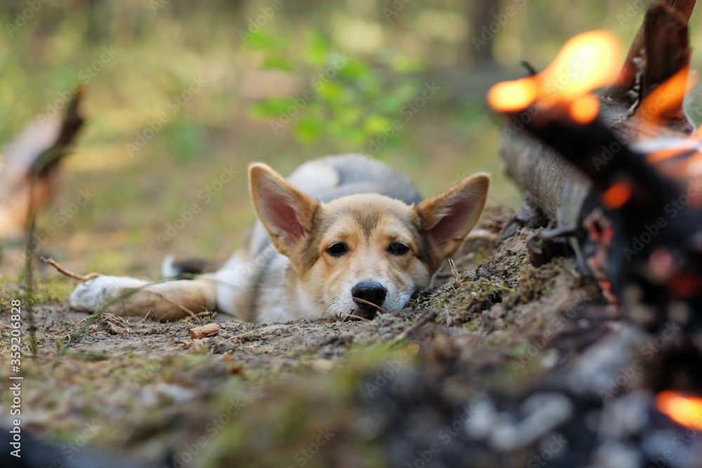 A pet dog rests by a burning fire in the forest. A pet dog rests by a burning fire in the forest.