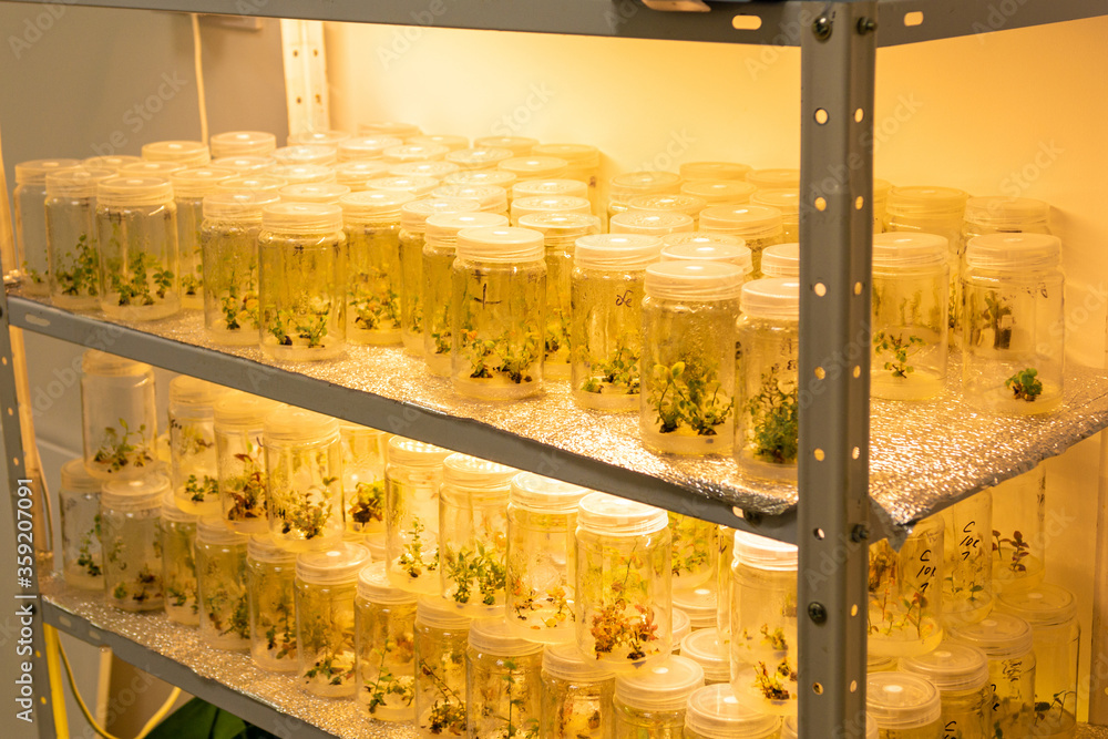 Growing blueberry plants in sterile conditions by in vitro technology