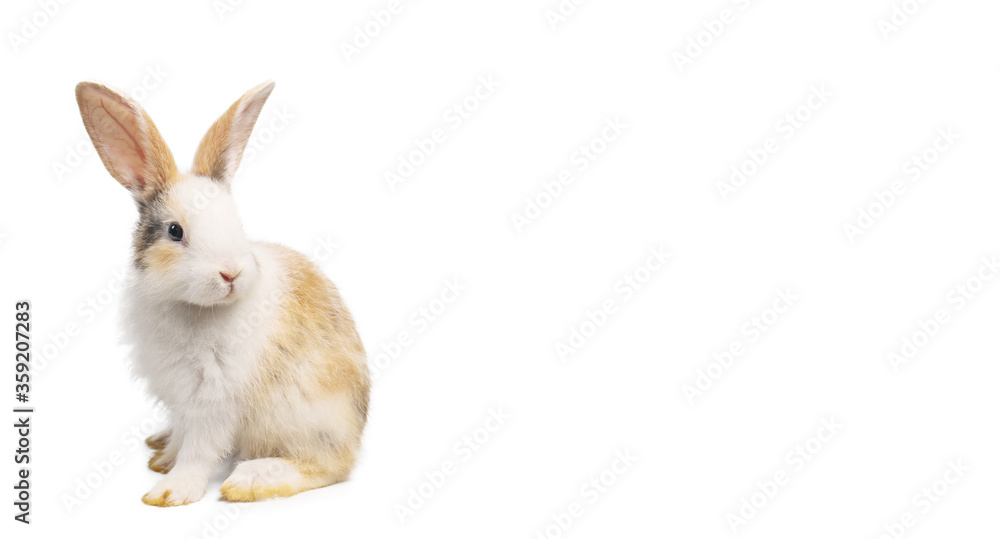 Brown and white rabbit animal small bunny easter is sitting and funny happy animal have white isolated background with clipping path