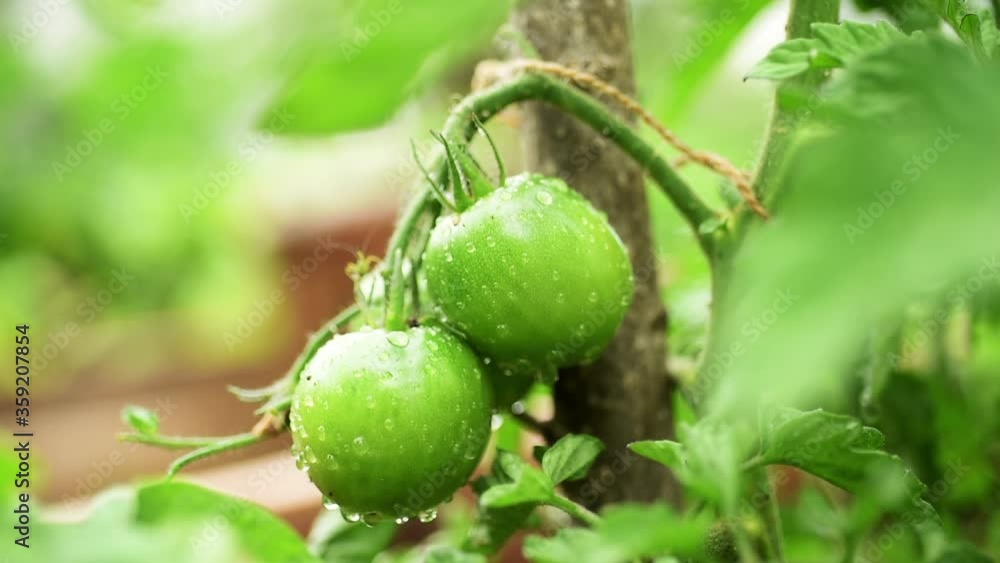 Green tomatoes in vegetable garden Green tomatoes in vegetable garden