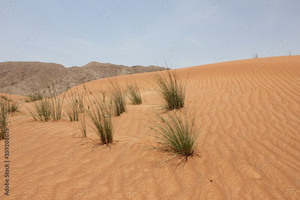 Hot and arid desert sand dunes terrain in Sharjah emirate in the United Arab Emirates. The oil-rich UAE receives less than 4 inches of rainfall a year and relies on water from desalination plants.