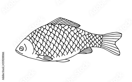 Hand-drawn vector illustration with black outline. Freshwater lake fish crucian carp. For coloring books, prints, logo, fishing tackle. Menu, cuisine, restaurant. Nature, fisherman's catch.