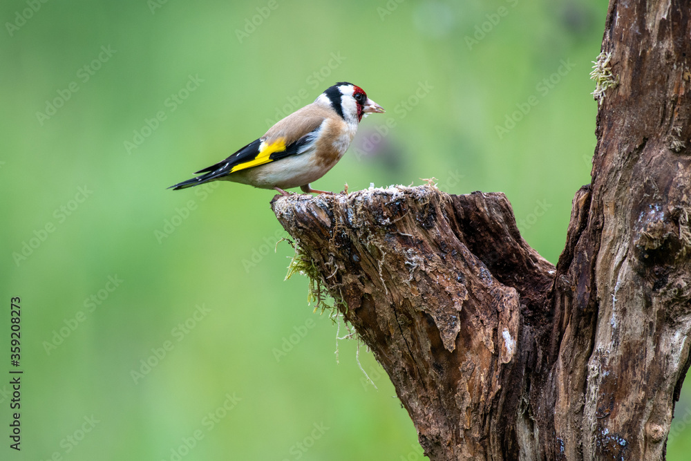 Fototapeta premium Goldfinch (Carduelis carduelis) perched on a cut tree