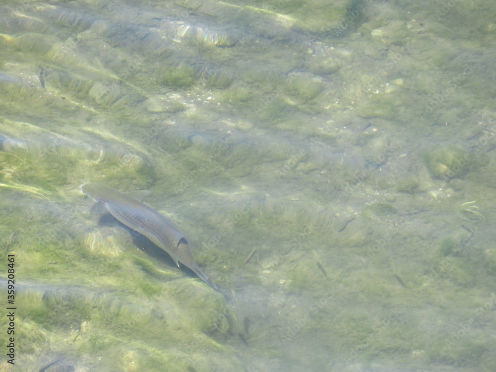 Fototapeta premium Fish