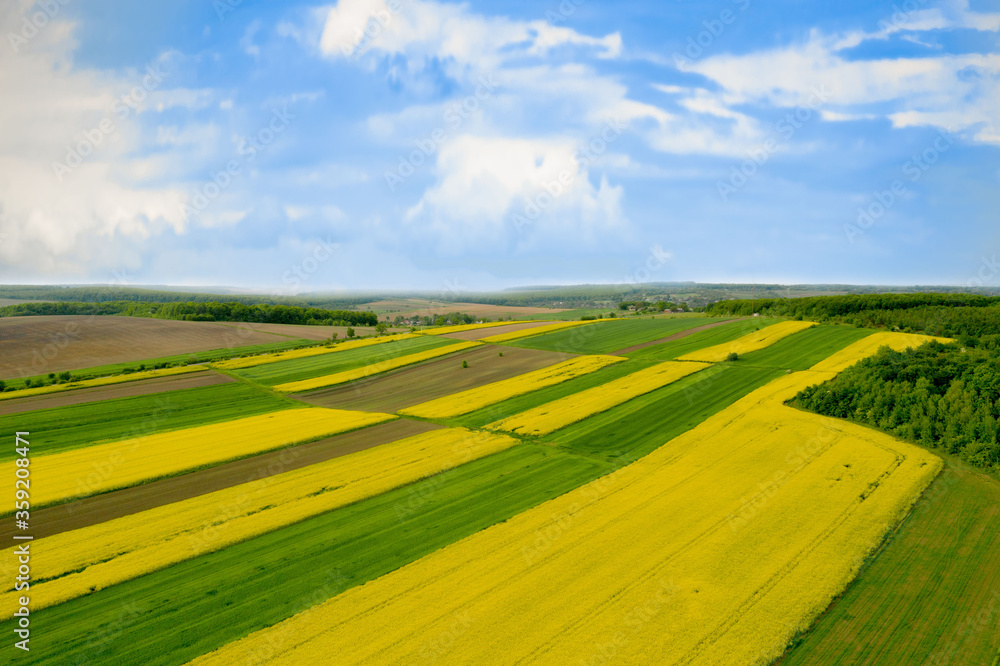 Fototapeta premium Cultivated field of yellow rapeseed against the blue sky