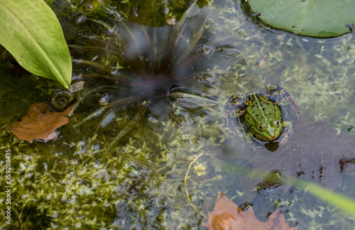 Teichfrosch (Pelophylax esculentus) photo