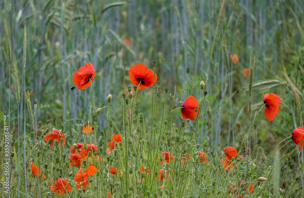 Fototapeta premium Mak kukurydziany (Papaver rhoeas) z kroplami deszczu