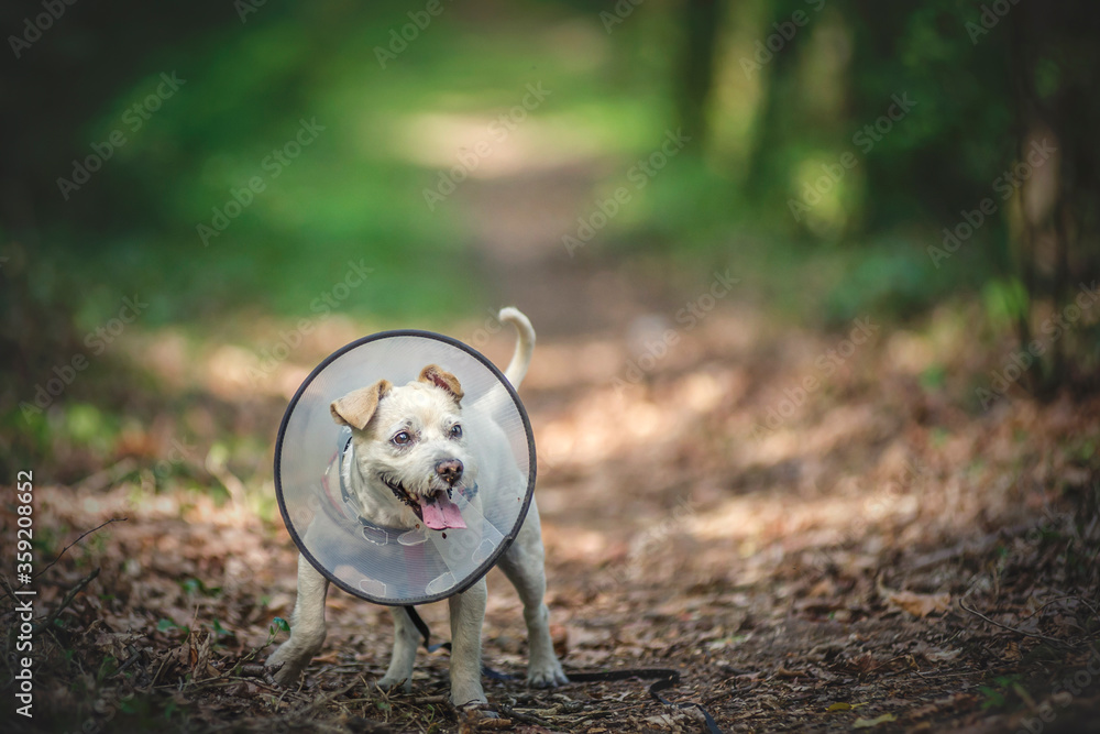 Obraz premium Chory pies w kołnierzu