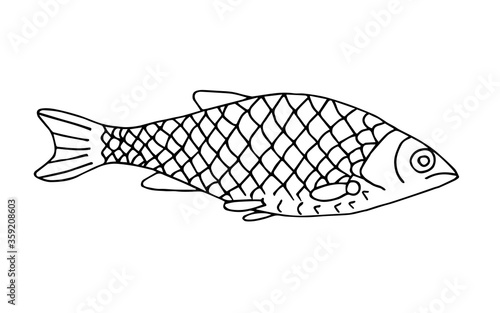 Hand-drawn vector illustration with black outline. Freshwater river fish roach isolated on a white background. For coloring books, prints. Fishing, menu, cuisine, restaurant. Element of wildlife.