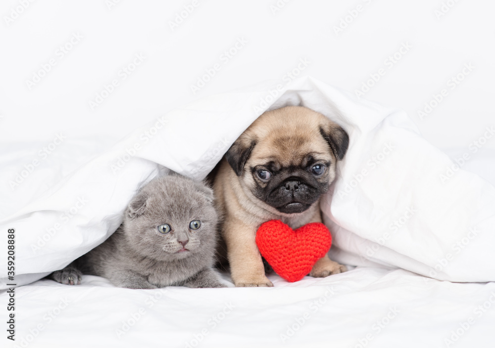 Kitten and puppy under a blanket and between them is a red plush heart