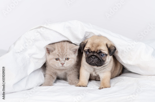 In the bedroom of the house under a blanket on the bed lie a small puppy and kitten and look at the camera