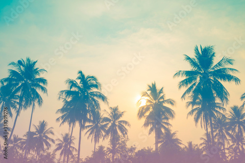 Plam tree or coconut tree at tropical coast,made with Vintage Tones