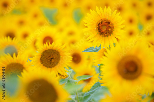 Sunflowers in Japan Country Side