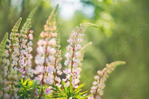 Delicate light fragrant lupine flowers bloom in the middle of a green garden, illuminated by sunlight.
