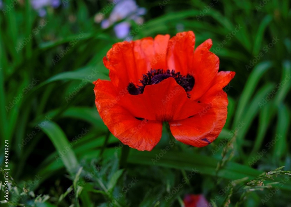 one red poppy close up