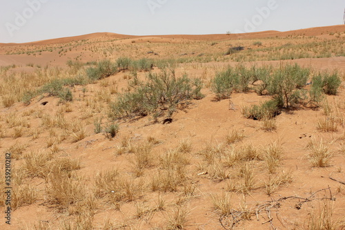 Hot and arid desert sand dunes terrain in Sharjah emirate in the United Arab Emirates. The oil-rich UAE receives less than 4 inches of rainfall a year and relies on water from desalination plants.