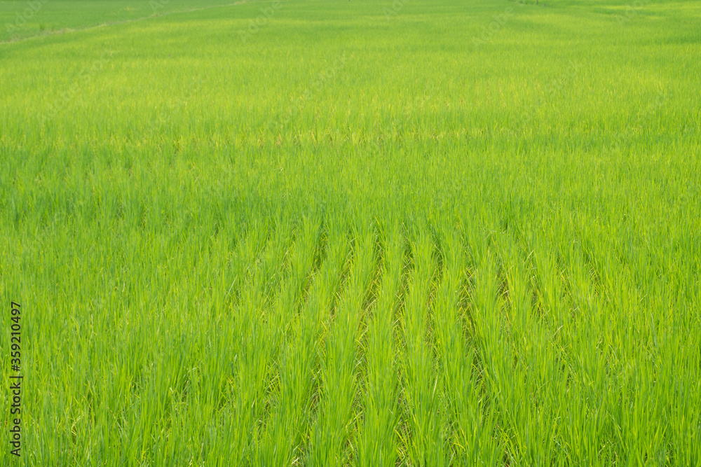 Selective focus nature green grass rice field agriculture scenery landscape background Selective focus nature green grass rice field agriculture scenery landscape background