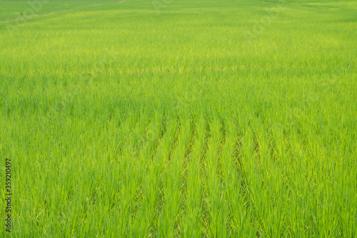 Selective focus nature green grass rice field agriculture scenery landscape background