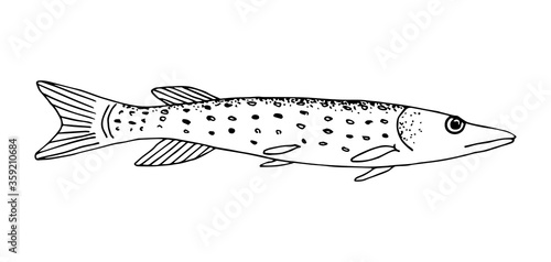 Hand-drawn vector illustration with black outline. Freshwater river, lake fish pike. For coloring books, prints, logo, fishing tackle. Menu, cuisine, restaurant. Nature, fisherman's catch.