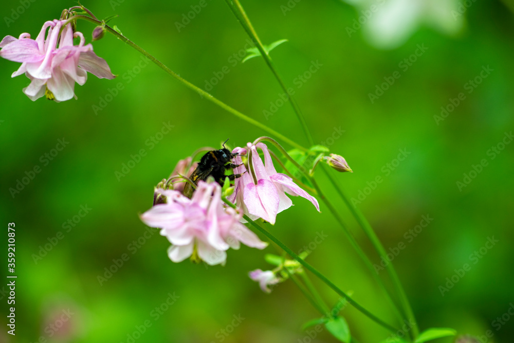 wildflowers after rain on a green background wildflowers after rain on a green background