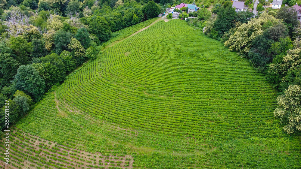 Arial beautiful view of tea plantation in mountains. Sochi, Russia.