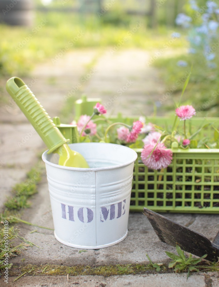 Spring summer composition with pink daisy flowers in plastic box and green tools, metal white pot on stone path, vintage style.Countryside gardening scene of planting flowers.Copy space for text Spring summer composition with pink daisy flowers in plastic box and green tools, metal white pot on stone path, vintage style.Countryside gardening scene of planting flowers.Copy space for text