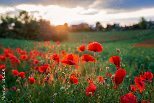Fototapeta Naklejka Na Ścianę i Meble -  Poppies on sunset in beautiful countryside