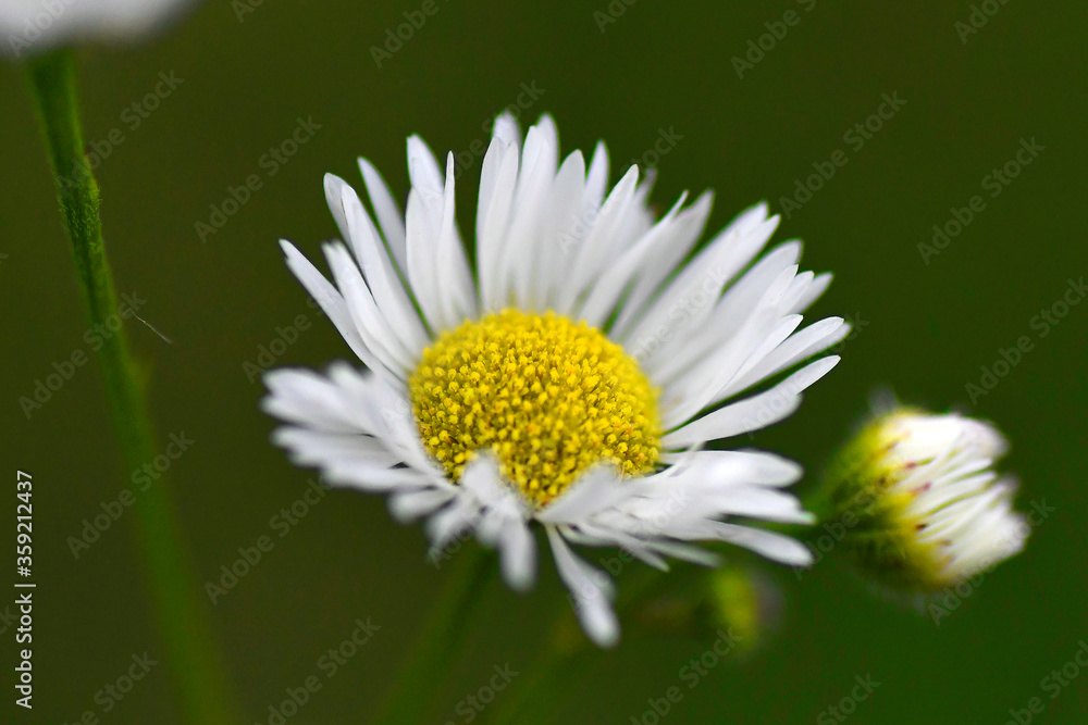 Obraz premium white daisy flower