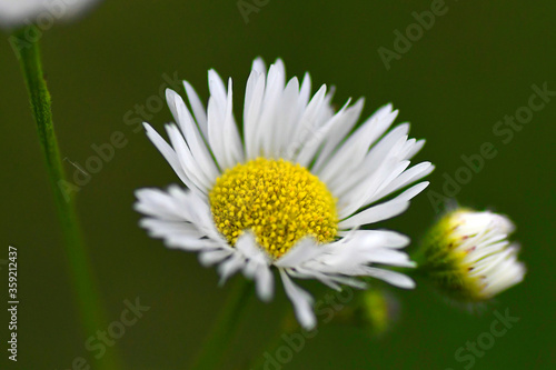 white daisy flower