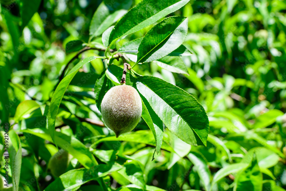 Fototapeta premium Many ripe young fresh green peach and green leaves in a tree orchard in a garden in a sunny summer day, beautiful outdoor background photographed with soft focus.