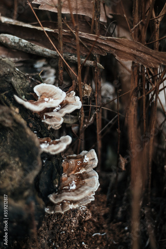 mushrooms in a tree