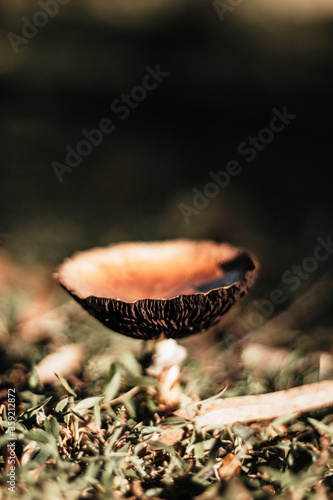 mushroom in the forest
