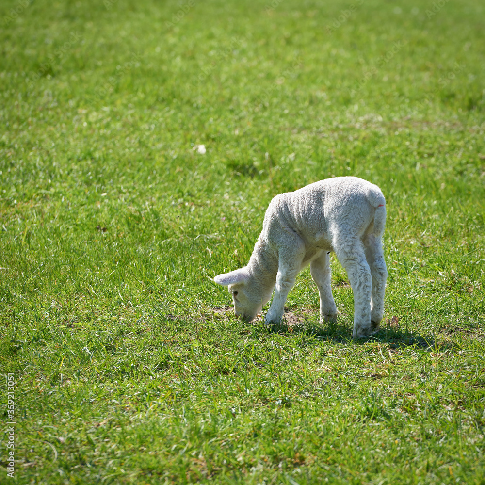 Young newborn sheep on a meadow in spring