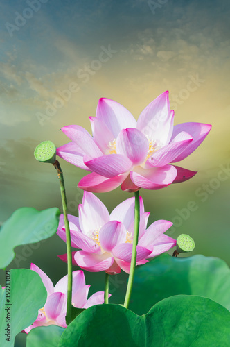 pink water lilies