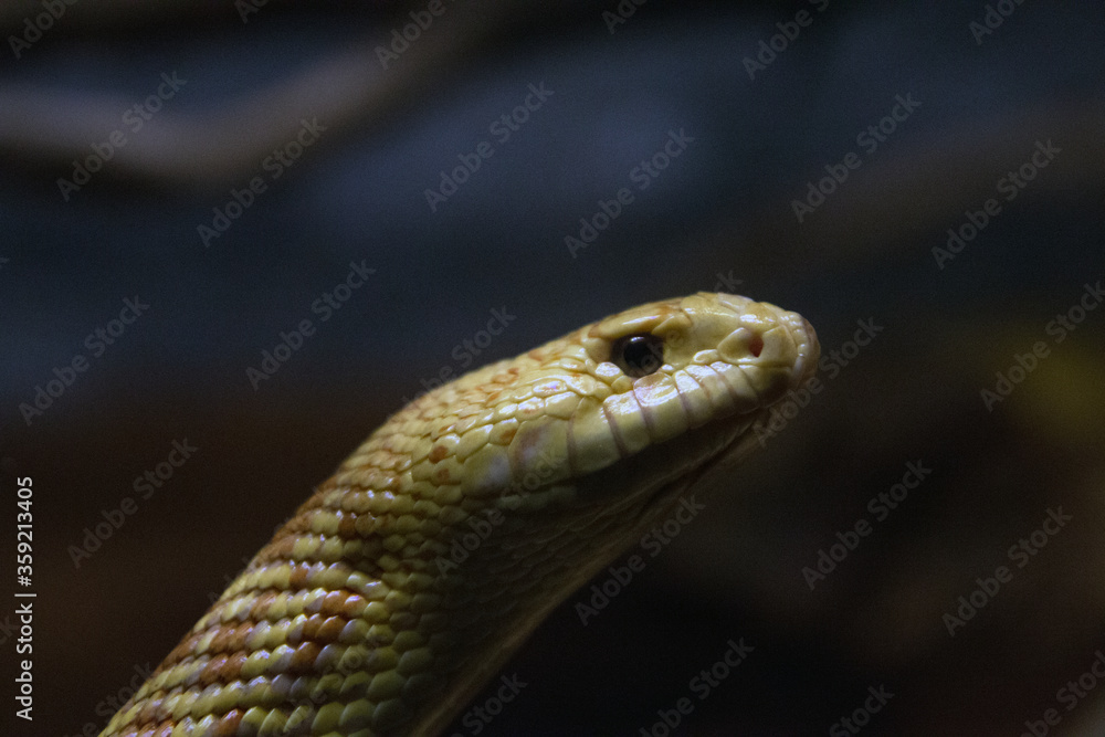 Fototapeta premium snake