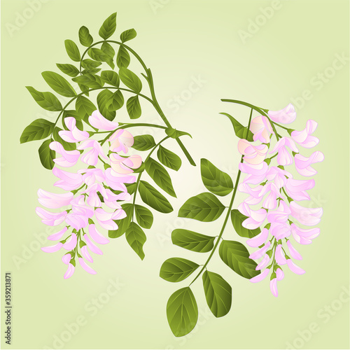 Locust tree twigs with leaves and flowers watercolor vintage vector illustration editabe hand draw