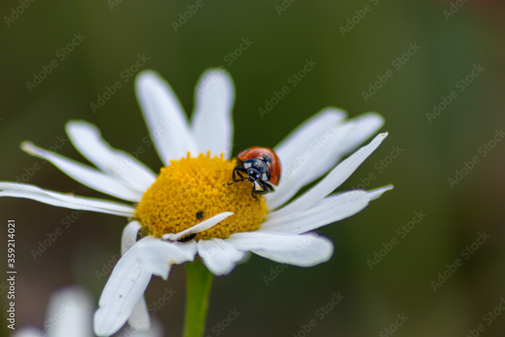Cute little ladybug with red wings and black dotted hunting for plant louses as biological pest control for organic farming with natural enemies reduces agriculture pesticides and talisman of luck Cute little ladybug with red wings and black dotted hunting for plant louses as biological pest control for organic farming with natural enemies reduces agriculture pesticides and talisman of luck