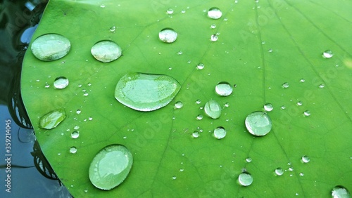 water drops on leaf
