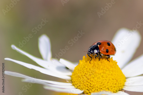 Cute little ladybug with red wings and black dotted hunting for plant louses as biological pest control for organic farming with natural enemies reduces agriculture pesticides and talisman of luck