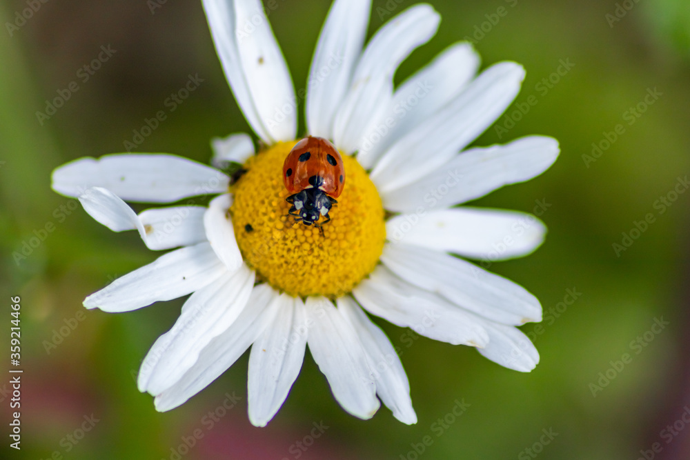Cute little ladybug with red wings and black dotted hunting for plant louses as biological pest control for organic farming with natural enemies reduces agriculture pesticides and talisman of luck Cute little ladybug with red wings and black dotted hunting for plant louses as biological pest control for organic farming with natural enemies reduces agriculture pesticides and talisman of luck