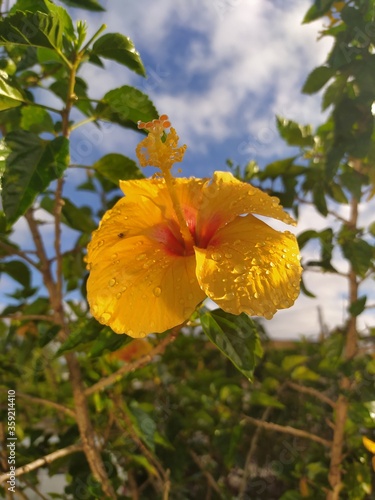 flower - xiaomi red note 8 - hawaiian hibiscus photo