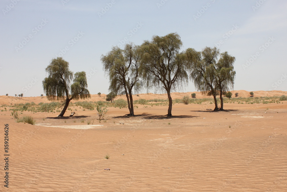 Drought-resistant evergreen 'Ghaf' trees (Prosopis cineraria) in desert sand dunes in Sharjah, United Arab Emirates. These are the only trees that can survive the harsh arid desert conditions. Drought-resistant evergreen 'Ghaf' trees (Prosopis cineraria) in desert sand dunes in Sharjah, United Arab Emirates. These are the only trees that can survive the harsh arid desert conditions.