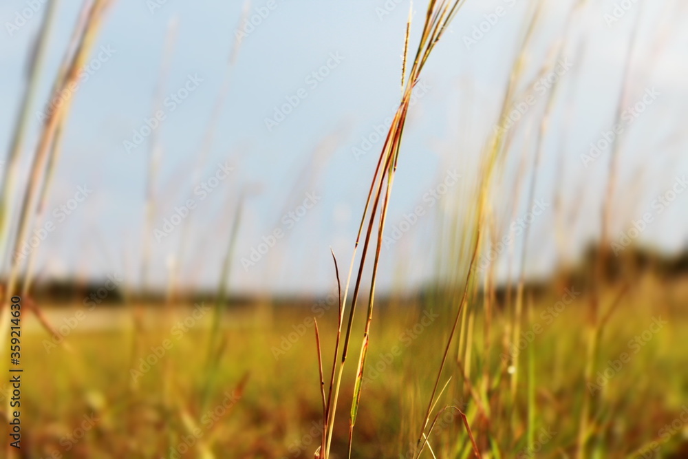 Fototapeta premium views in the middle of a country road