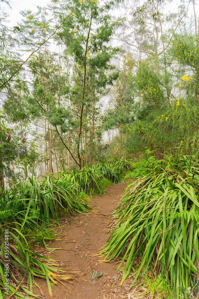 Forest path along a levada in Madeira mountains, Camacha, Madeira island, Portugal Forest path along a levada in Madeira mountains, Camacha, Madeira island, Portugal