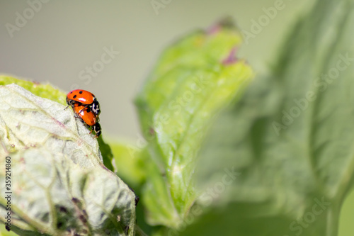 Pair of ladybugs having sex on a leaf as couple in close-up to create the next generation of plant louse killers as natural pest control in agriculture with a bokeh background and copy space