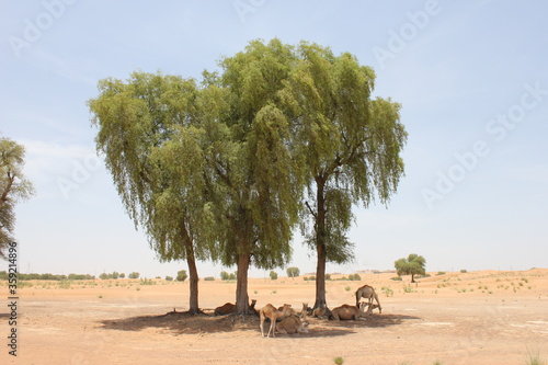 Drought-resistant evergreen 'Ghaf' trees (Prosopis cineraria) in desert sand dunes in Sharjah, United Arab Emirates. These are the only trees that can survive the harsh arid desert conditions. 