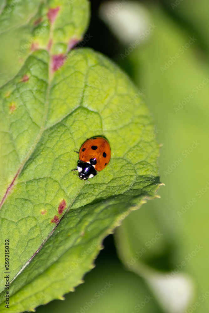 Cute little ladybug with red wings and black dotted hunting for plant louses as biological pest control for organic farming with natural enemies reduces agriculture pesticides and talisman of luck Cute little ladybug with red wings and black dotted hunting for plant louses as biological pest control for organic farming with natural enemies reduces agriculture pesticides and talisman of luck