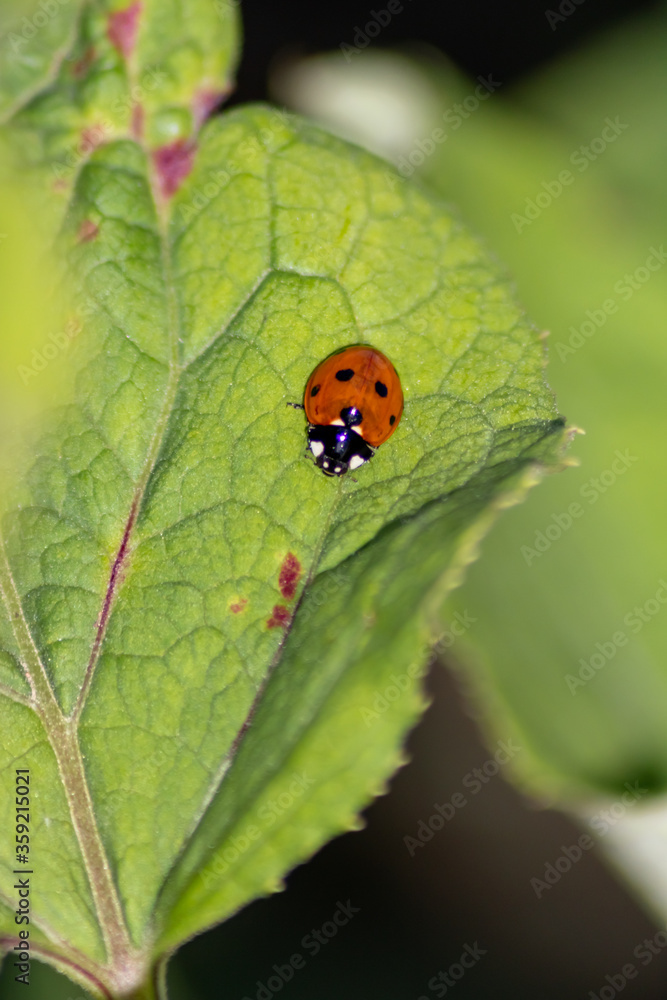Cute little ladybug with red wings and black dotted hunting for plant louses as biological pest control for organic farming with natural enemies reduces agriculture pesticides and talisman of luck Cute little ladybug with red wings and black dotted hunting for plant louses as biological pest control for organic farming with natural enemies reduces agriculture pesticides and talisman of luck