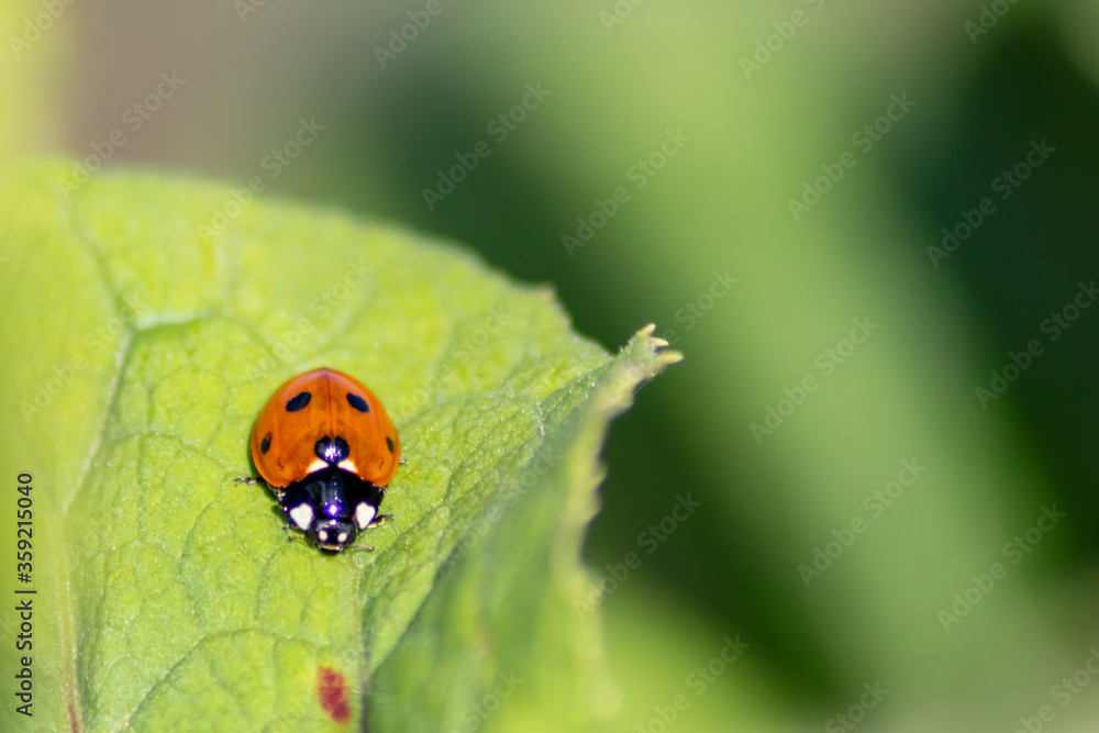 Cute little ladybug with red wings and black dotted hunting for plant louses as biological pest control for organic farming with natural enemies reduces agriculture pesticides and talisman of luck Cute little ladybug with red wings and black dotted hunting for plant louses as biological pest control for organic farming with natural enemies reduces agriculture pesticides and talisman of luck